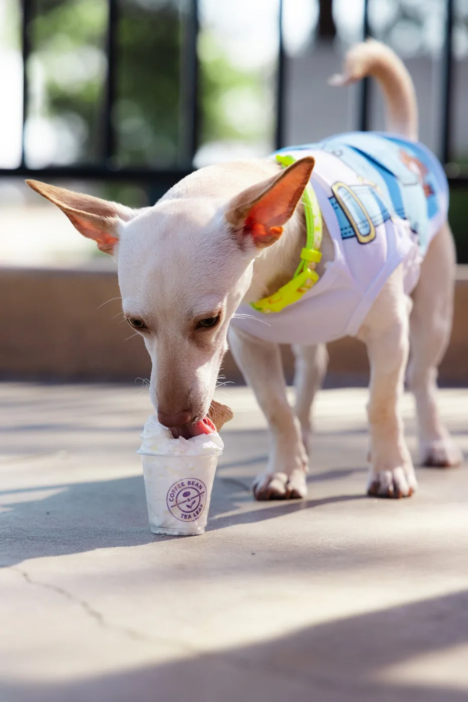 Coffee Bean & Paws Patrol, brand photography by Micah David