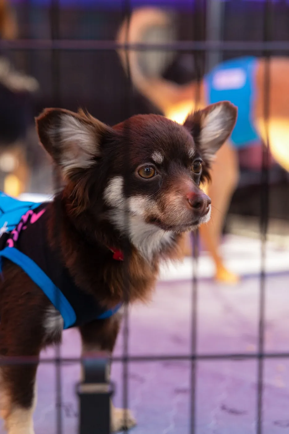 Coffee Bean & Paws Patrol, brand photography by Micah David